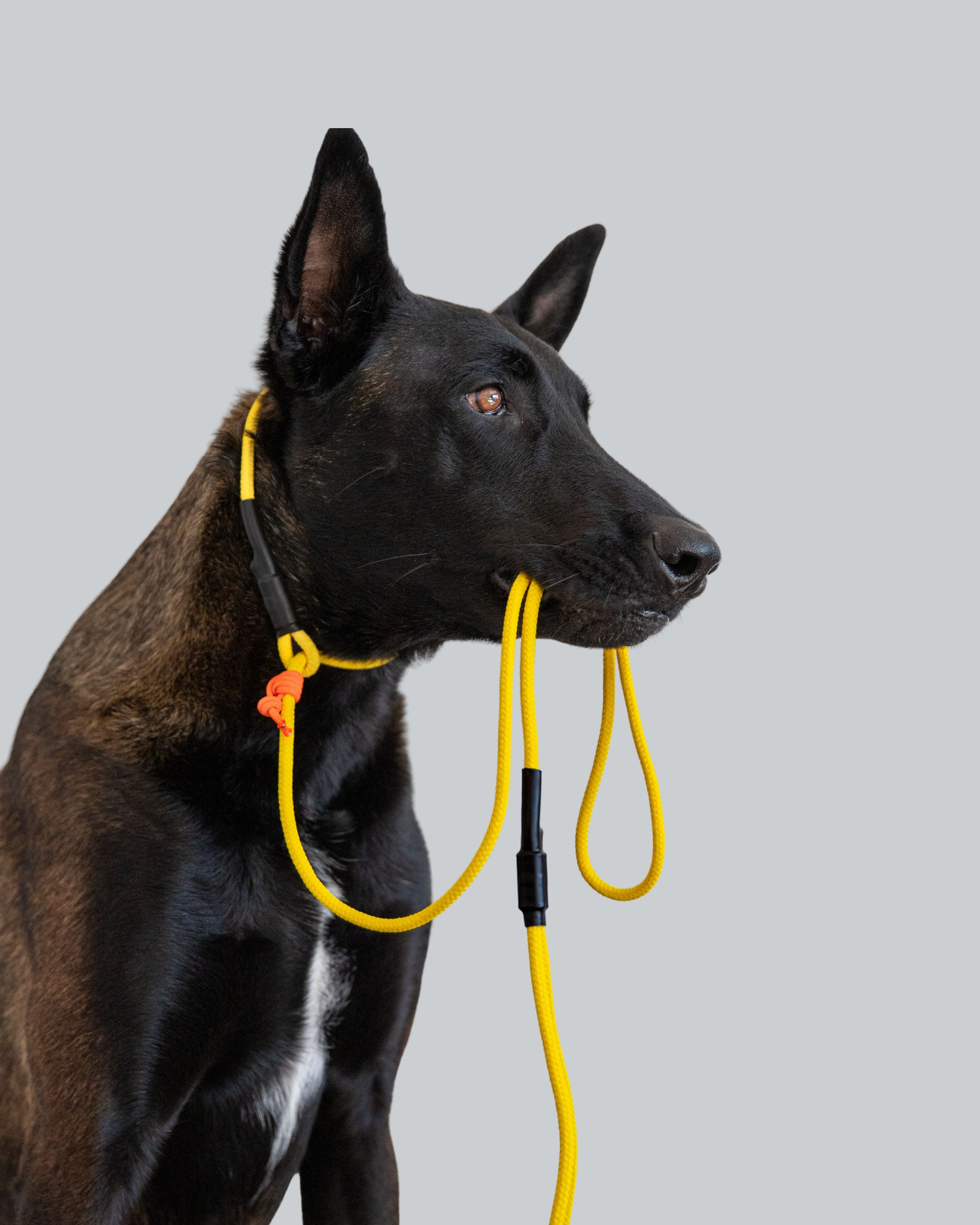 Leader of the Pack Slip Leash Collection